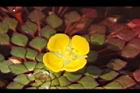 黃花菱-花07.JPG