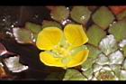 黃花菱-花12.JPG