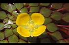 黃花菱-花17.JPG