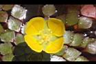 黃花菱-花22.JPG