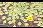 黃花菱15.JPG