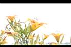 萱草-花04.JPG