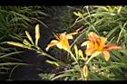 萱草-花15.JPG