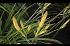 萱草-花苞08.JPG