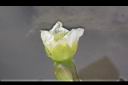 黃花藺-花01.jpg