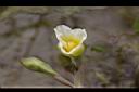 黃花藺-花02.jpg