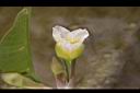 黃花藺-花10.jpg