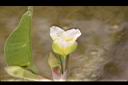 黃花藺-花13.jpg