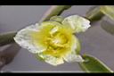 黃花藺-花14.jpg