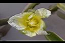 黃花藺-花15.jpg