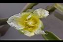 黃花藺-花16.jpg