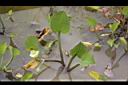 黃花藺06.jpg