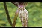 黃花藺-根0.jpg