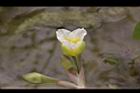 黃花藺-花07.jpg