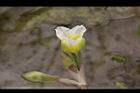 黃花藺-花08.jpg