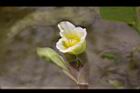 黃花藺-花09.jpg