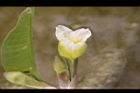 黃花藺-花11.jpg