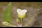 黃花藺-花12.jpg