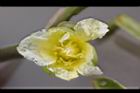 黃花藺-花17.jpg
