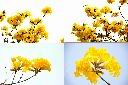 黃金風鈴木-花.jpg