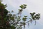 黃金風鈴木-實01.jpg