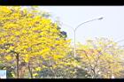 黃金風鈴木-花01.jpg