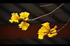 黃金風鈴木-花06.JPG