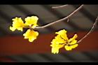 黃金風鈴木-花07.JPG