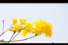 黃金風鈴木-花10.JPG