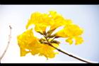 黃金風鈴木-花14.JPG