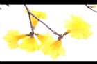 黃金風鈴木-花17.jpg