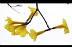 黃金風鈴木-花19.jpg