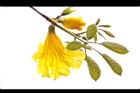 黃金風鈴木-花23.JPG