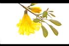黃金風鈴木-花24.JPG