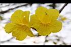 黃金風鈴木-花31.jpg