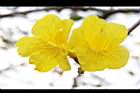 黃金風鈴木-花32.jpg