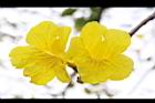 黃金風鈴木-花33.jpg
