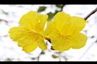 黃金風鈴木-花34.jpg