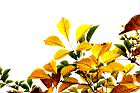 黃金風鈴木-黃葉07.JPG