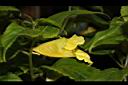 黃花鳳仙花-花26.JPG