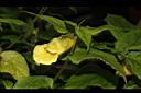 黃花鳳仙花-花29.JPG