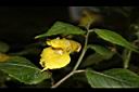 黃花鳳仙花-花30.JPG