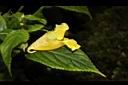 黃花鳳仙花-花33.JPG
