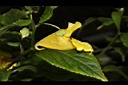 黃花鳳仙花-花34.JPG