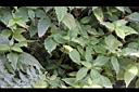 黃花鳳仙花09.JPG