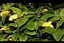 黃花鳳仙花18.JPG
