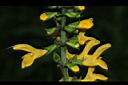 黃花鼠尾草-花00.JPG
