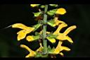 黃花鼠尾草-花01.JPG