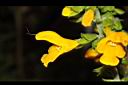 黃花鼠尾草-花11.JPG