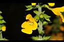 黃花鼠尾草-花12.JPG